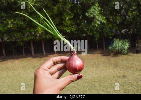 Female holding Sprouting Onion . purple colour color Onions germinated sprouted.Onion vegetable single isolated in nature environment farm field outdo Stock Photo