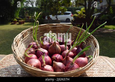Sprouting Onion vegetable in basket. purple colour color Onions germinated sprouted in bamboo wicker basket. Onion vegetables in basket in vegetable m Stock Photo