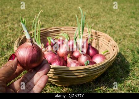 Female holding Sprouting Onion . purple colour color Onions germinated sprouted in bamboo wicker basket. Onion vegetables in basket in vegetable marke Stock Photo