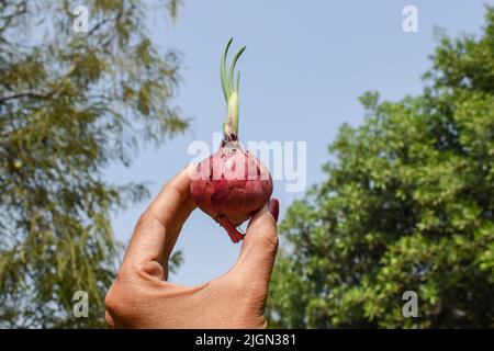 Female holding Sprouting Onion . purple colour color Onions germinated sprouted.Onion vegetable single isolated in nature environment farm field outdo Stock Photo