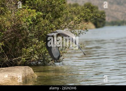 Grey heron Specie Ardea cinerea family of ardeidae Stock Photo - Alamy