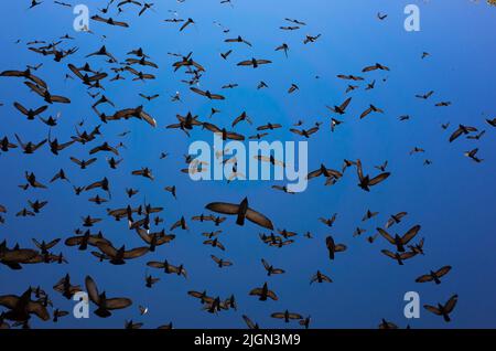 the wings on shadow  make great pattern Stock Photo