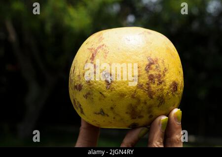 Indian bael or Bel fruit whole . Also known as wooden apple, golden apple from Indian subcontinent, India, Srilanka, Bangladesh and Nepal. Sweet and h Stock Photo