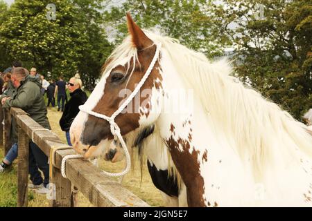 A coloured gypsy cob tethered to a wooden railing, Appleby Horse Fair, Appleby in Westmorland, Cumbria Stock Photo