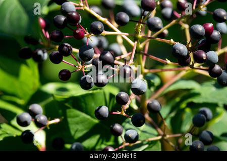 Fuchsia arborescens, Fruits, Fuchsia Fruit, Edible, Berries, Plant Stock Photo