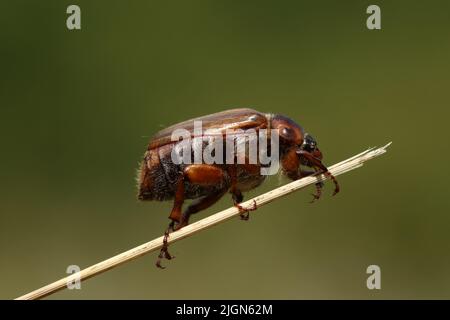 A Summer Chafer Beetle, Amphimallon solstitialis, climbing up a blade of grass in a meadow. Stock Photo