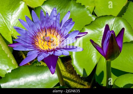 Bee and purple lotus. close up, background is a green lotus leaf. Stock Photo