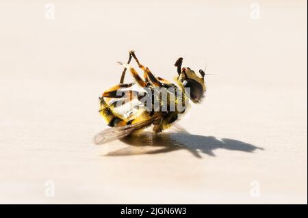 Rottweil, Germany. 11th July, 2022. A dead wasp lies on a table in a kitchen. Credit: Silas Stein/dpa/Alamy Live News Stock Photo