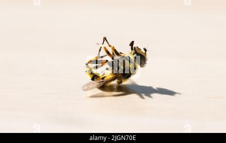 Rottweil, Germany. 11th July, 2022. A dead wasp lies on a table in a kitchen. Credit: Silas Stein/dpa/Alamy Live News Stock Photo