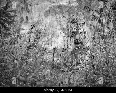 Siberian tiger in black white. Elegant big cat. Endangered predator. White, black, orange striped fur. Mammal animal photo Stock Photo