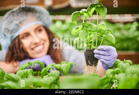 Close up of female gardener hand in sterile glove holding pot with green basil. Smiling woman with culinary herb in hand monitoring plant growth in greenhouse. Focus on female hand with plant. Stock Photo