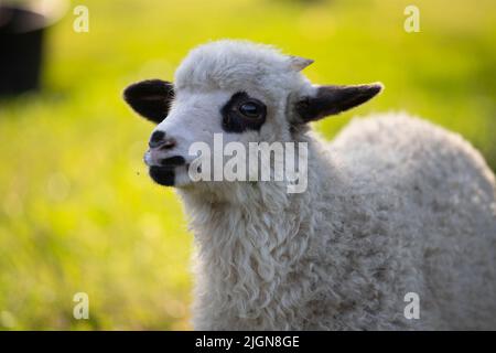 Cute little lamb grazing in green spring meadow Stock Photo