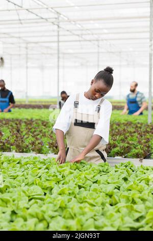 African american woman inspecting lettuce plants before harvesting checking for high quality for best yield. Greenhouse worker cultivating lettuce in hydroponic enviroment taking care of plants. Stock Photo