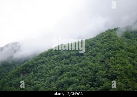 Foggy misty mountain landscape with spruce forest and copy space in vintage retro style. Dense forest in morning with copy space. Coniferous trees Stock Photo