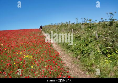 Holidaymakers walking along the edge of a spectacular beautiful poppy field on West Pentire in Newquay in Cornwall in the UK. Stock Photo