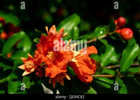 Red ripe pomegranate fruits grow on pomegranate tree in garden. Punica granatum fruit, close up. Of pomegranate to produce a delicious juice. Stock Photo