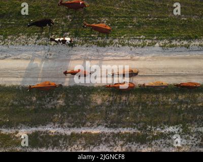 AERIAL: Flying over a small herd of cattle cows walking uniformly down farm road on the hill. Black, brown and spotted cows. Top down view of the Stock Photo