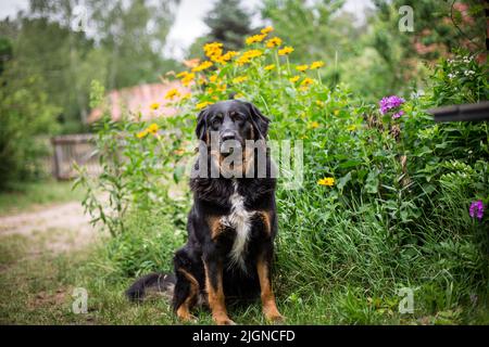 Black and tan farm dog (Bernese Mountain Dog crossbreed) Stock Photo