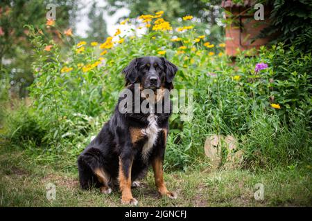 Black and tan farm dog (Bernese Mountain Dog crossbreed) Stock Photo