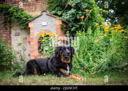 Black and tan farm dog (Bernese Mountain Dog crossbreed) Stock Photo