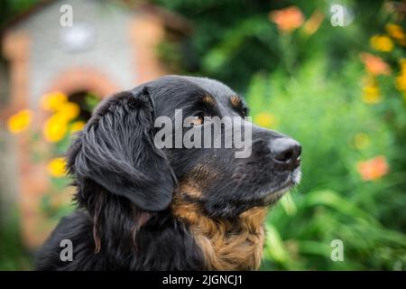 Black and tan farm dog (Bernese Mountain Dog crossbreed) Stock Photo