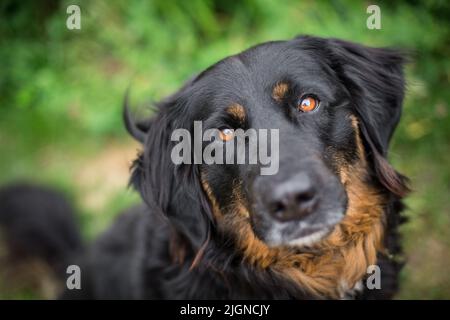 Black and tan farm dog (Bernese Mountain Dog crossbreed) Stock Photo