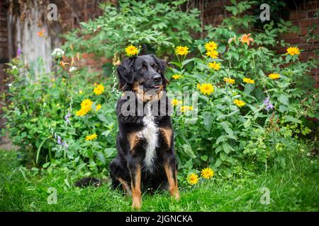 Black and tan farm dog (Bernese Mountain Dog crossbreed) Stock Photo