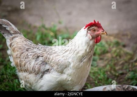 Leghorn hen Stock Photo