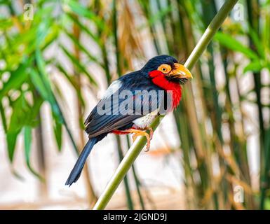 Bearded Barbet (Lybius dubius) perching on a branch, South Africa Stock Photo