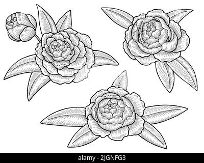 Peony flower graphic black white isolated sketch illustration vector Stock Vector