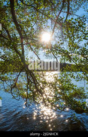 Sun shining through the branches at a lake Stock Photo
