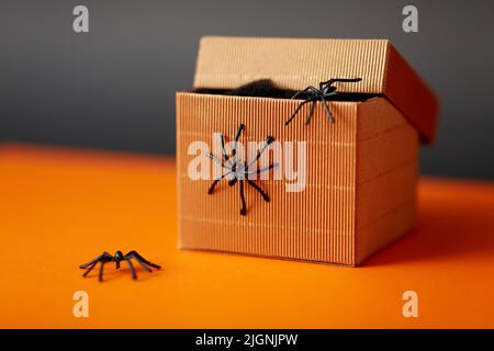 toy spiders crawling out of gift box on halloween Stock Photo