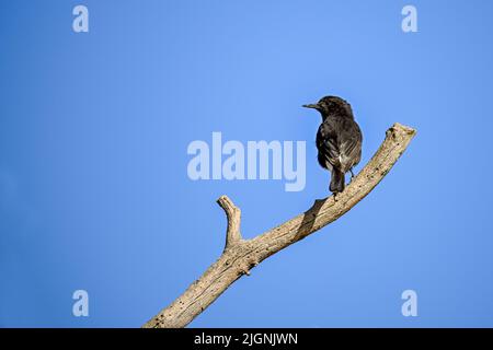 Oenanthe leucura - The black wheatear is a species of passerine bird in the Muscicapidae family. Stock Photo