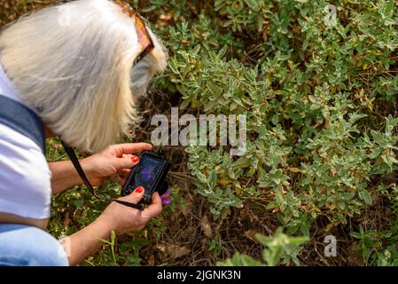A person photographing a grey-leaved cistus bush (Cistus albidus) in the Collserola Natural Park (Sant Cugat del Vallès, Barcelona, Catalonia, Spain) Stock Photo