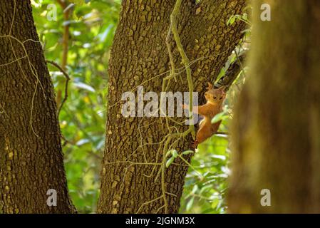 A red squirrel (Sciurus vulgaris) climbing on an evergreen oak trunk in Collserola (Barcelona, Catalonia, Spain)  ESP: Una ardilla roja en un tronco Stock Photo