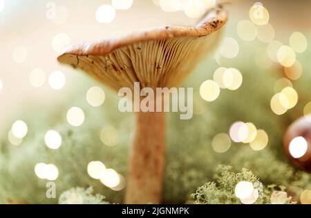 lactarius rufus mushroom in reindeer lichen moss Stock Photo