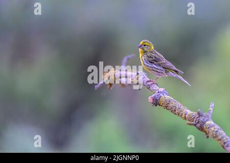 Serinus serinus - The verdigris or serin is a species of passerine bird in the Fringillidae family. Stock Photo
