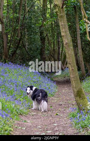 border collie dog being walked in a  a springtime english  wood amongst bluebell flowers, looking back to owner Stock Photo