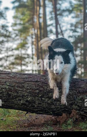 border collie dog jumping over conifer fallen tree in an english woodland Stock Photo
