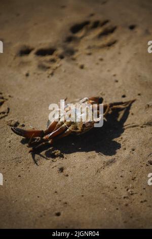 dead crab on sandy beach upside down. Stock Photo