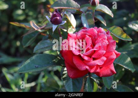 Sparkly morning dew drops on a red rose Stock Photo