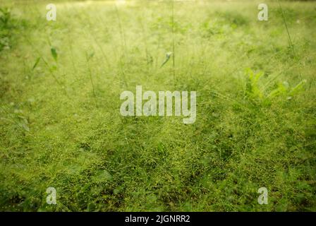 Cyrtococcum patens field in the gold light in the morning Stock Photo