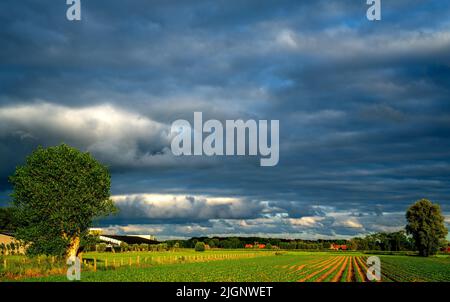 Dark clouds over a field with young Corn plants (Zea mays) in West Flanders, Belgium Stock Photo