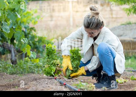 Photograph between the crops with a beautiful and blonde woman collecting her plants from her cultivation. Stock Photo