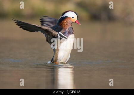 Mandarin duck [Aix galericulata] Stock Photo