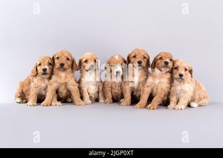Getting your puppies in a row Stock Photo