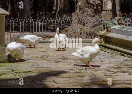 The 13 geese in the Cloister of the Cathedral of Barcelona that tradition links to the age of Saint Eulalia (Barcelona, Catalonia, Spain) Stock Photo