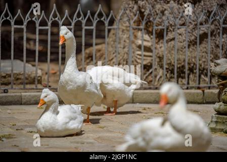 The 13 geese in the Cloister of the Cathedral of Barcelona that tradition links to the age of Saint Eulalia (Barcelona, Catalonia, Spain) Stock Photo