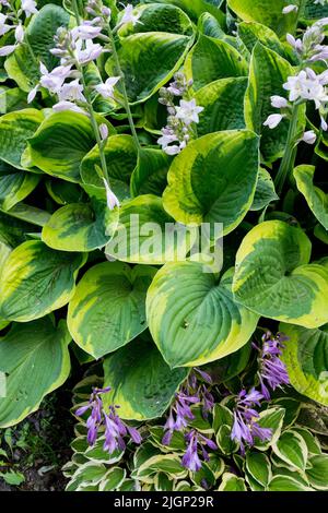 Hosta Fools Gold, Hosta Little Wonder, Hostas, Plantain Lily, Leaves, Flowers, Blue White Stock Photo