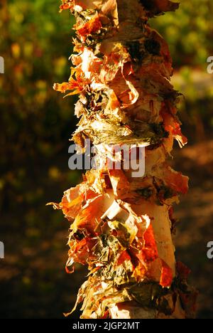 A the bark from a paperback maple tree (Acer griseum) peels and flakes off at an arboretum Stock Photo